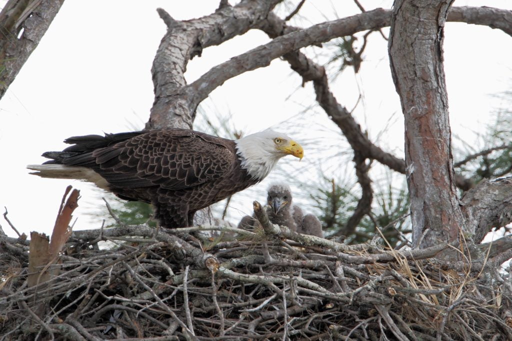 bald headed eagle nesting in Kissimmee 